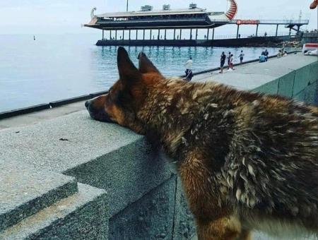 In Yalta the dog Mukhtar waited for the deceased owner for 12 years